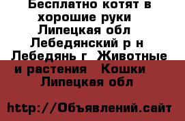 Бесплатно котят в хорошие руки - Липецкая обл., Лебедянский р-н, Лебедянь г. Животные и растения » Кошки   . Липецкая обл.